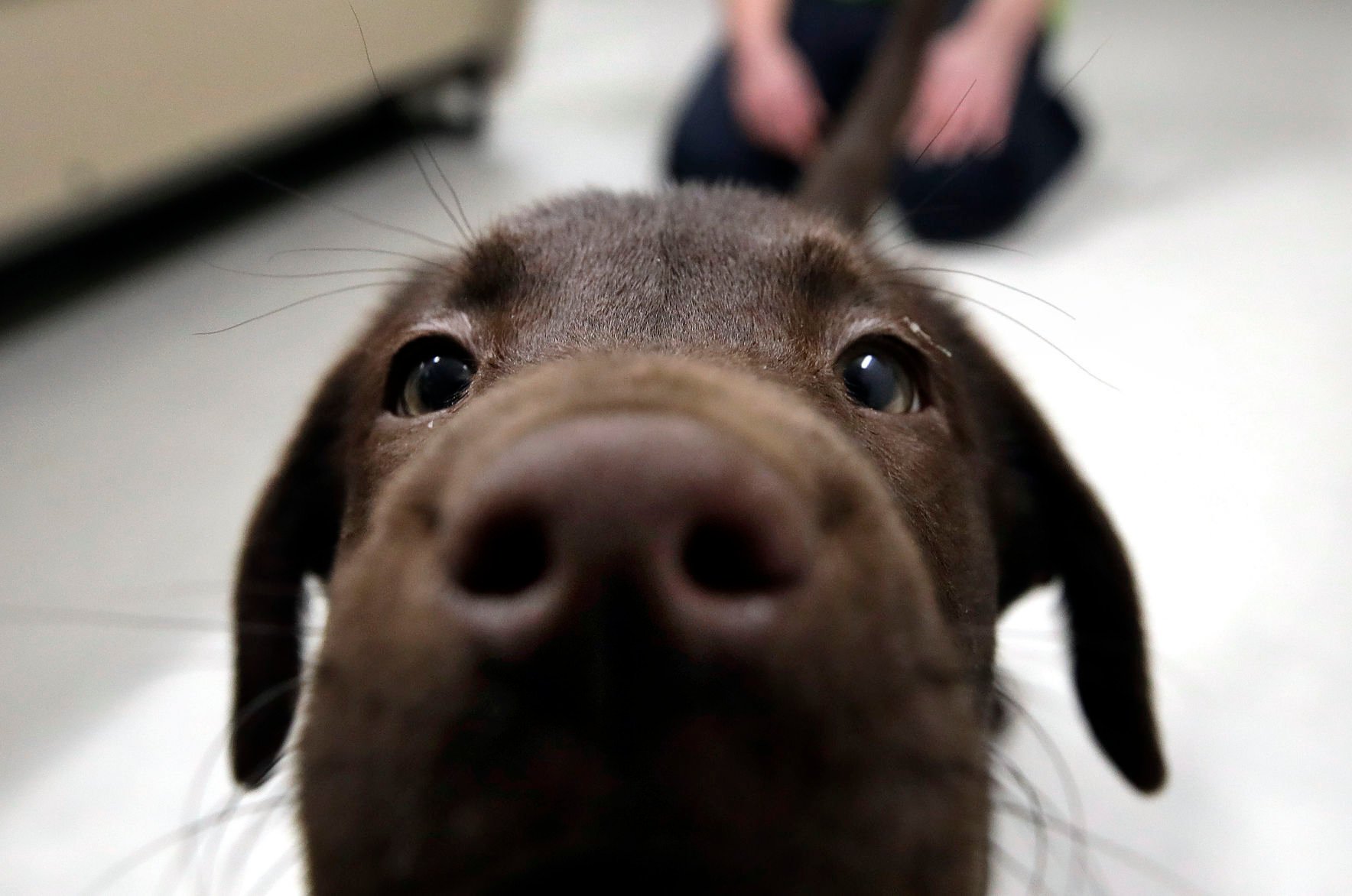 Chocolate lab puppy